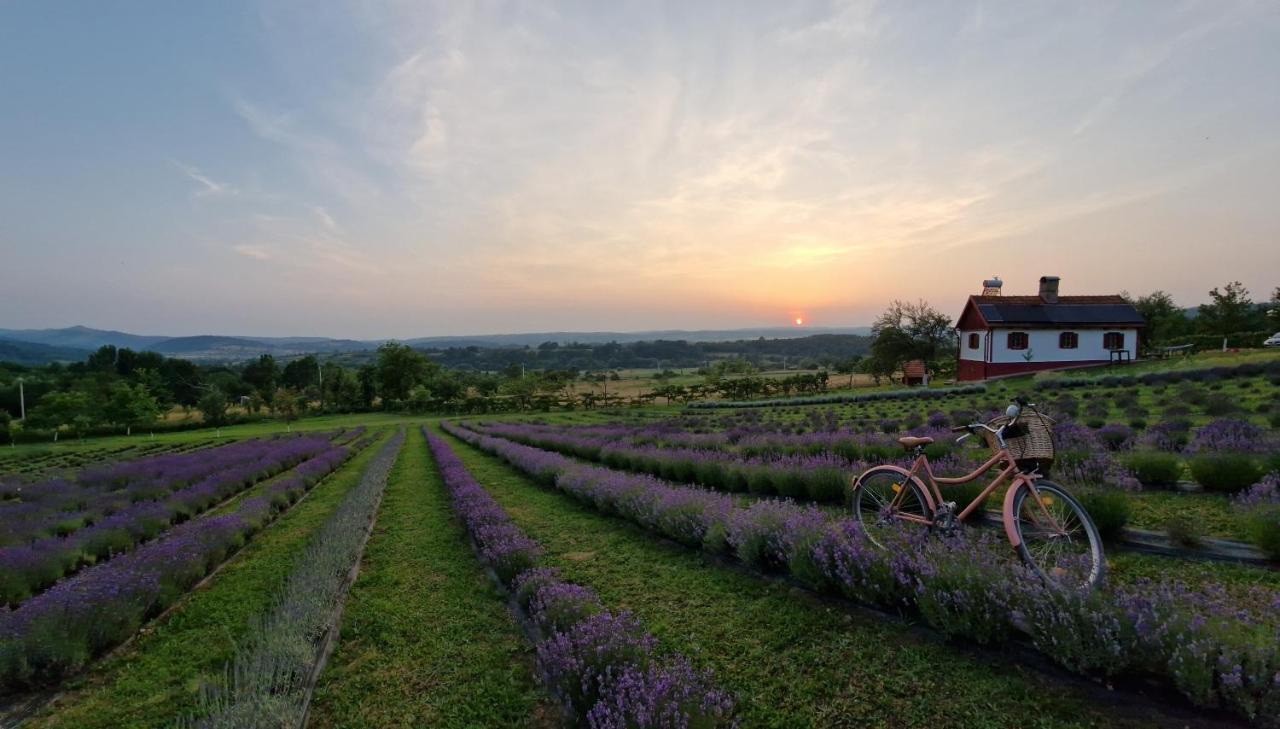 Lavanda Carasova Crasova Ngoại thất bức ảnh